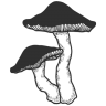 wallflowerkitchen.com logo
