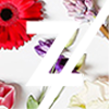 zappatos.ro logo