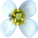 1001genomes.org icon