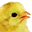 3fatchicks.com icon