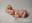 Domain Favicon