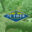 72tree.com icon