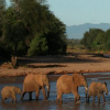 africa-animals.com icon