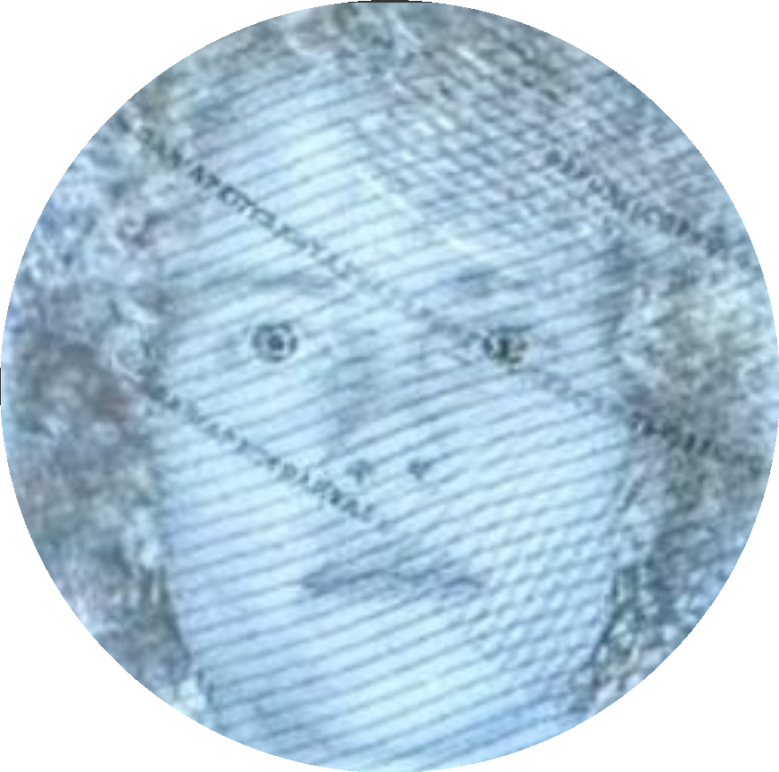 alex.com.mt logo