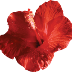 alohawater.com icon