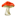 amazingshrooms.co icon