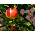 ambroseorchard.com icon