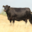 americanaberdeen.com icon