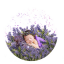 anastasiafolman.com icon