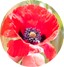 anastasiiaromashova.com icon