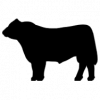 angusaustralia.com.au icon