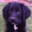 animalpetitions.org icon