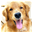 anjingdijual.com icon