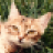 aranguren.org icon