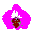 asiankisses.de icon