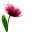 auroramisticadistancehealing.com icon