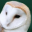 barnowl.mit.edu