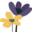 bellanowebstudio.com icon