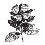 bellvalleyfinegardensandnaturalstone.com icon