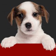 Dogfoodadvisor logo