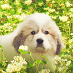 biggestlittlefarmmovie.com icon