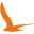 birdforum.net icon