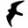 birdsoutsidemywindow.org icon