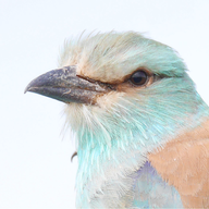 birdwatchingbreaks.com icon