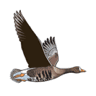 birdwatchireland.ie icon