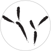 blackbirdstudio.com icon