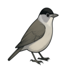 blackcap.net icon