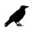 blackcrowdigital.co.uk icon