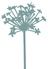 bodyandsoilhealth.com icon