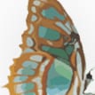 breakthroughsinternational.org icon