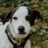 brzinski.com icon