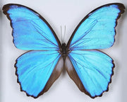 bugsdirect.com icon