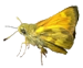 butterfliesandmoths.org icon