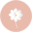 camelia.co.ma logo