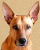 canisalpha.de icon