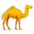 caravantomidnight.com icon