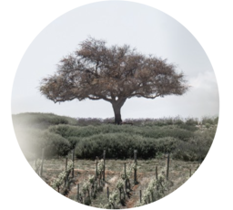 casasdelbosque.cl icon