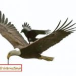 ceoiam.com logo
