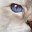 chatteriedeletoilebleue.be icon