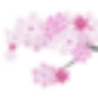cherryblossomwatch.com logo