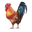 chickencoopcompany.com icon