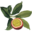 chinola.com icon