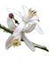 citrusgenomedb.org icon
