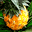 clubjade.net icon