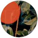 collin-hughes.com icon