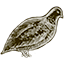 cortequaiara.it icon